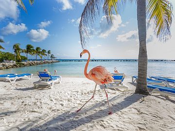Zdjęcie kierunku: Aruba